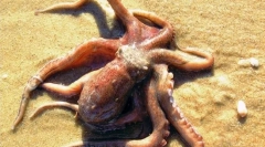 Câte inimi la octopus: răspunsul corect din adâncurile oceanului